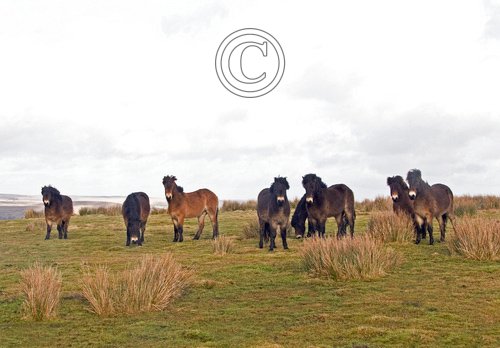Group of Exmoor Ponies DM1197